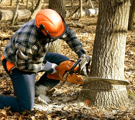 Tree Removal in Woolwich, ME